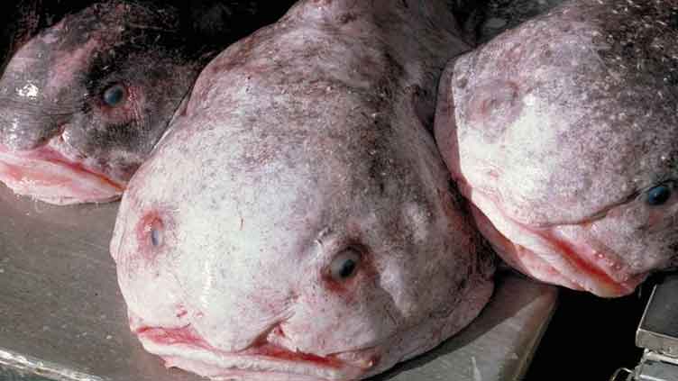 'World's ugliest animal' named fish of the year in New Zealand