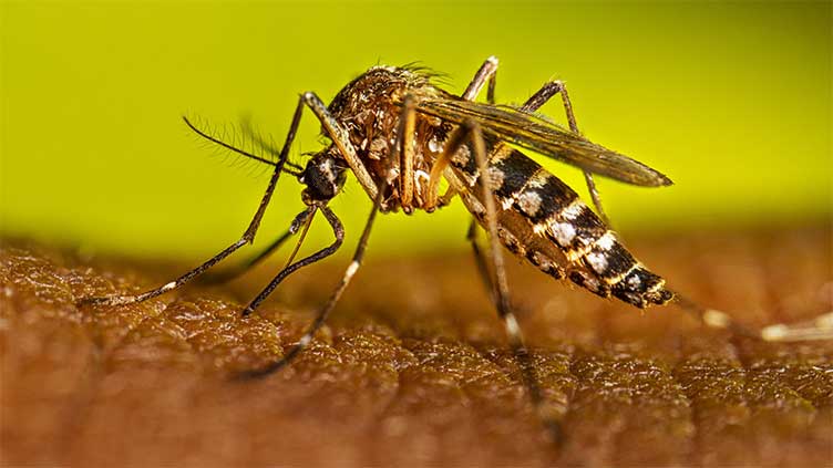 New drug turns human blood into mosquito-killing tool