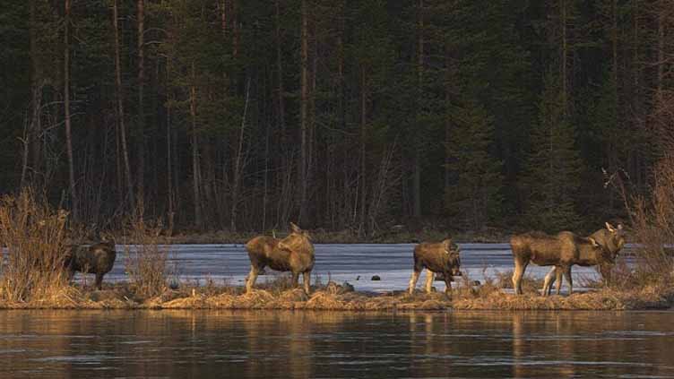 Livestream of moose migrating to their summer pastures fascinates millions across the globe