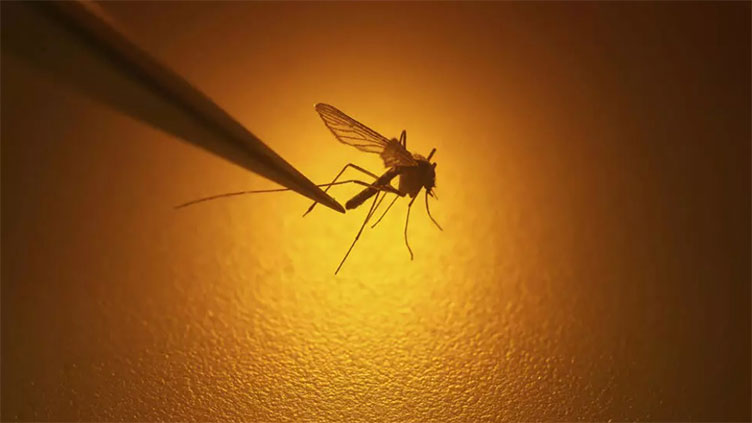 Chikungunya virus outbreak kills six on France's Réunion Island