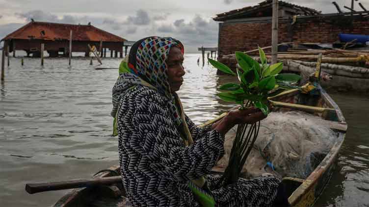 Indonesian woman turns to mangroves to fend off rising tides