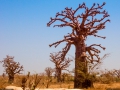 Baobab du Sénégal de SaDunya