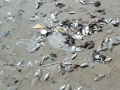 6 /12 - Le nettoyage de la plage de Yoff (ordures)