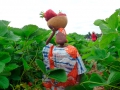 Fatoumata picking Strawberries at Fruition Berry Farm - 16/17