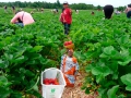 Fatoumata picking Strawberries at Fruition Berry Farm - 17/17