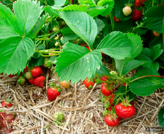 Fatoumata picking Strawberries at Fruition Berry Farm - 12/16