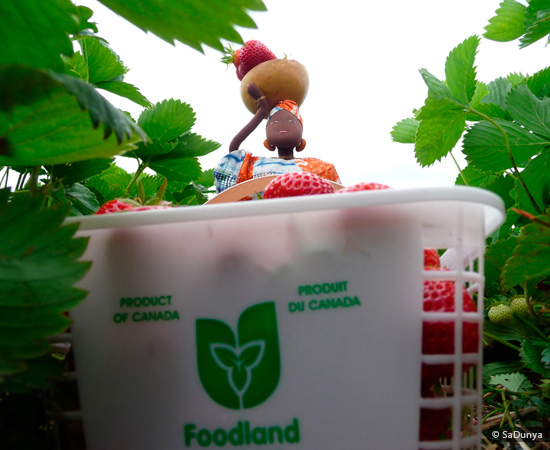 Fatoumata picking Strawberries at Fruition Berry Farm - 13/16