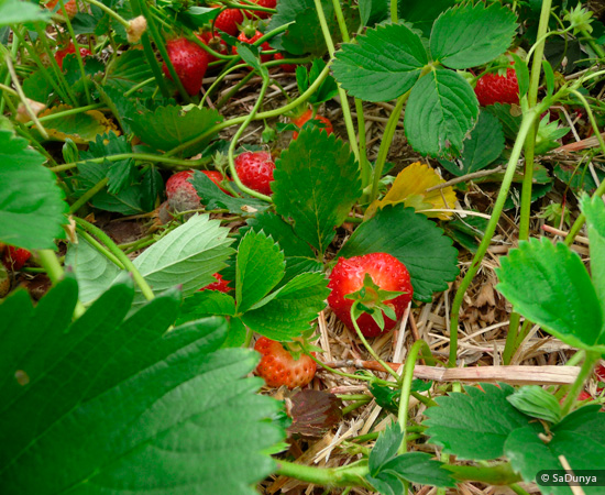 Fatoumata picking Strawberries at Fruition Berry Farm - 5/16