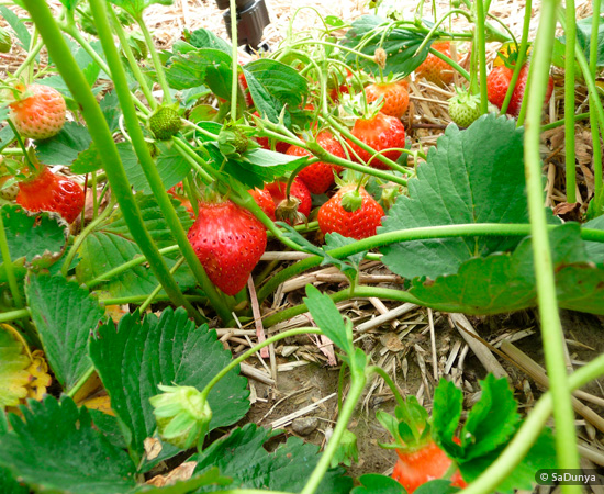 Fatoumata picking Strawberries at Fruition Berry Farm - 6/16