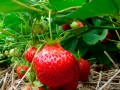 Fatoumata picking Strawberries at Fruition Berry Farm - 10/16