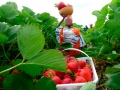 Fatoumata picking Strawberries at Fruition Berry Farm - 14/16
