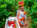Fatoumata picking Strawberries at Fruition Berry Farm - 15/16
