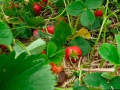 Fatoumata picking Strawberries at Fruition Berry Farm - 5/16