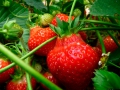 Fatoumata picking Strawberries at Fruition Berry Farm - 9/16