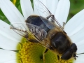 1 /21 - Le jardin et les abeilles de Terre & Humanisme