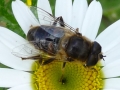 2 /21 - Le jardin et les abeilles de Terre & Humanisme