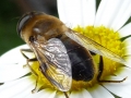 3 /21 - Le jardin et les abeilles de Terre & Humanisme