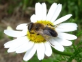4 /21 - Le jardin et les abeilles de Terre & Humanisme