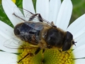 5 /21 - Le jardin et les abeilles de Terre & Humanisme