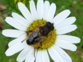 6 /21 - Le jardin et les abeilles de Terre & Humanisme