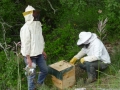 2 /17 - Terre et humanisme, les abeilles essaiment