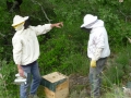 3 /17 - Terre et humanisme, les abeilles essaiment