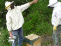 4 /17 - Terre et humanisme, les abeilles essaiment