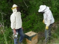 6 /17 - Terre et humanisme, les abeilles essaiment